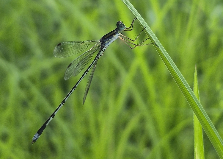 Blue Spreadwing Damselfly image