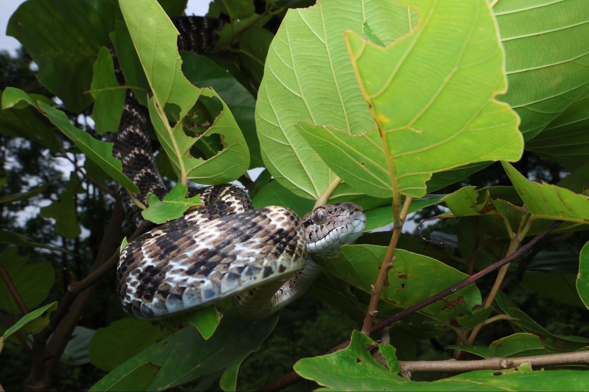 Forsten's Cat Snake image