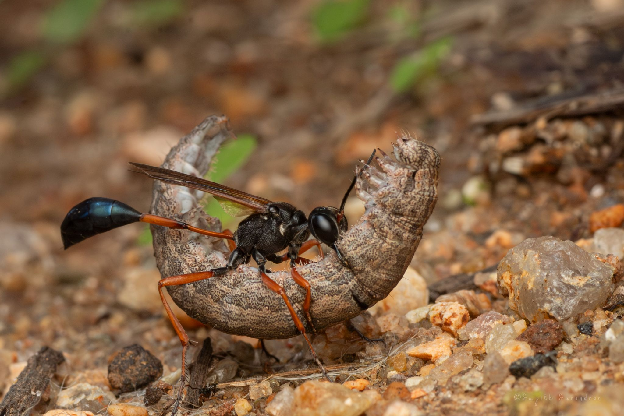 Thread-Waisted Sand Wasp image